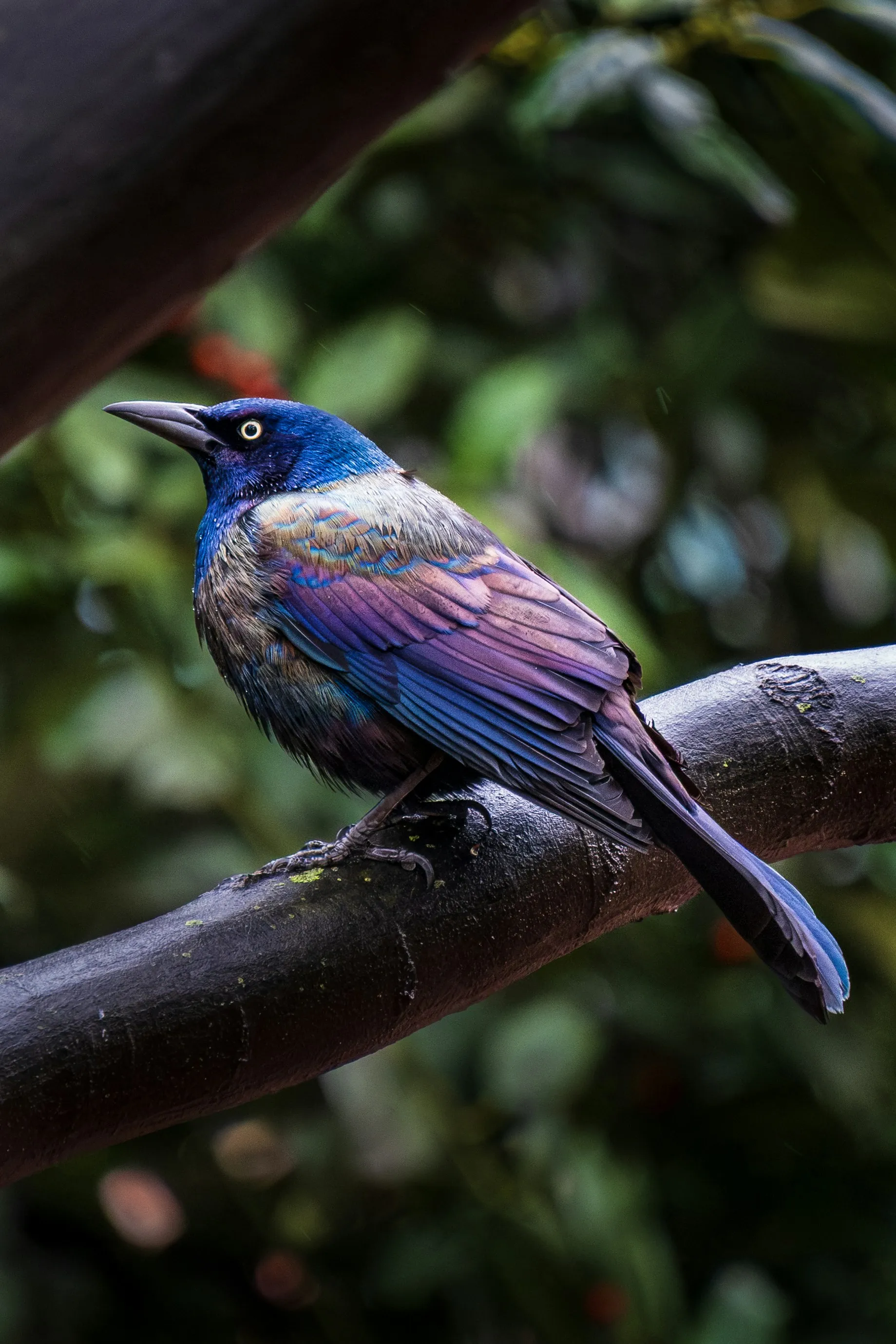 Image format conversion